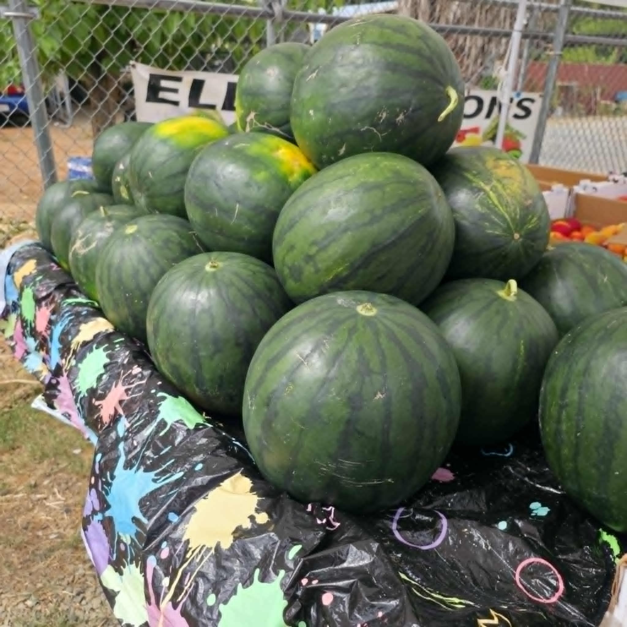 Black Diamond watermelons