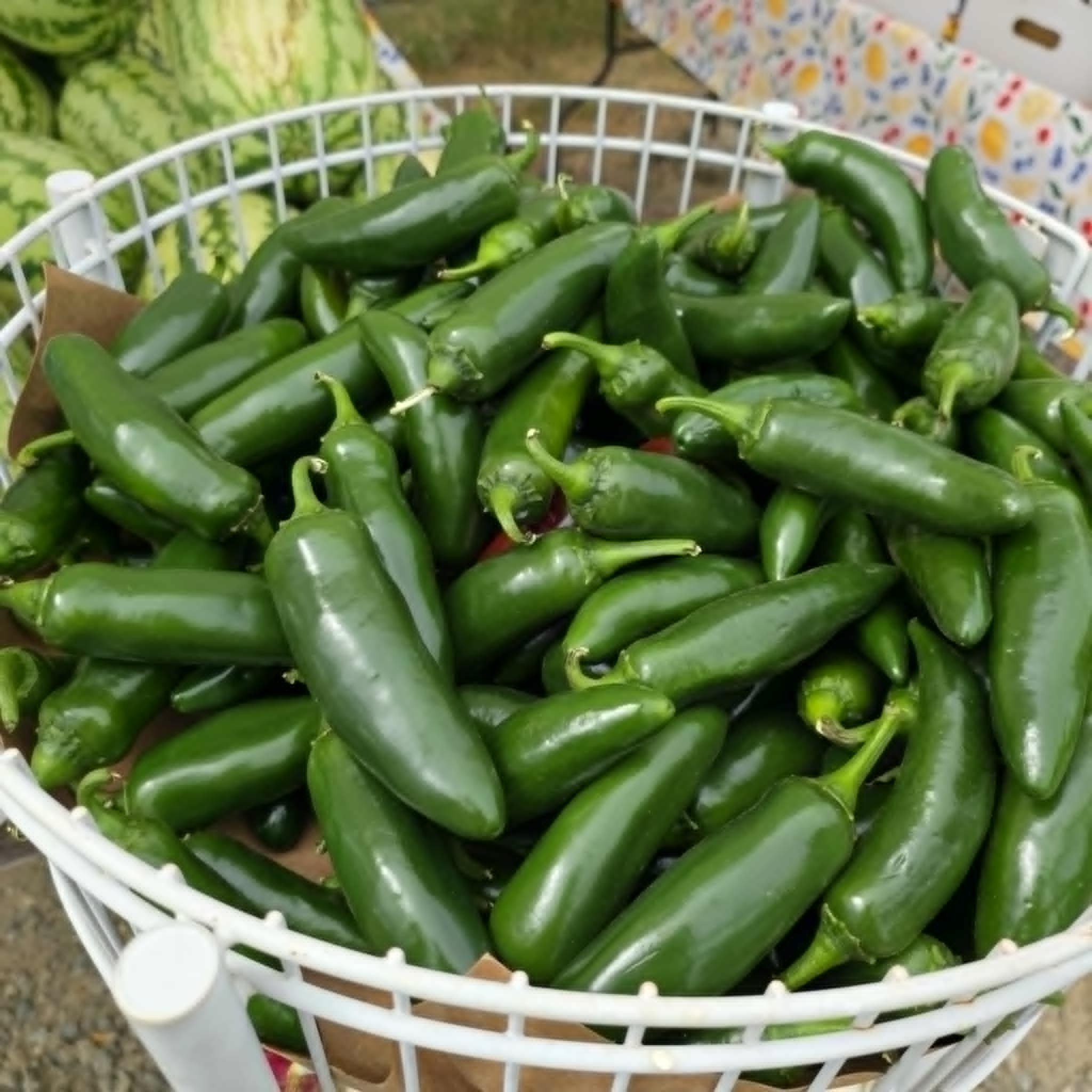 Fresh jalapeño peppers