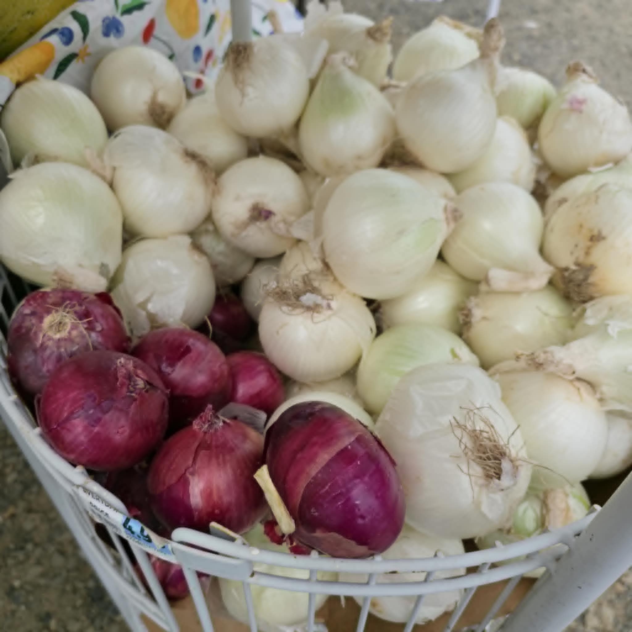 White and red onions