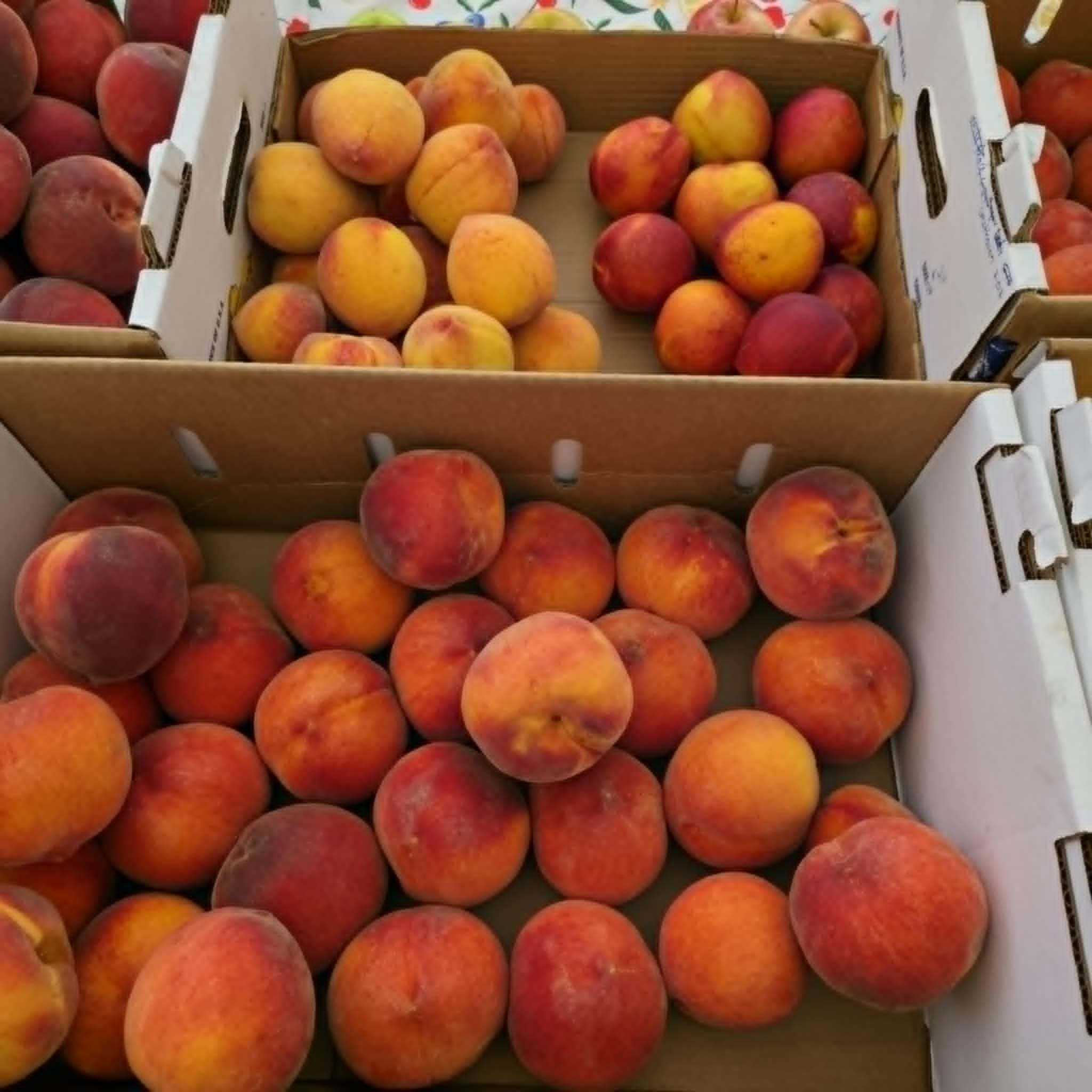 Peaches and nectarines