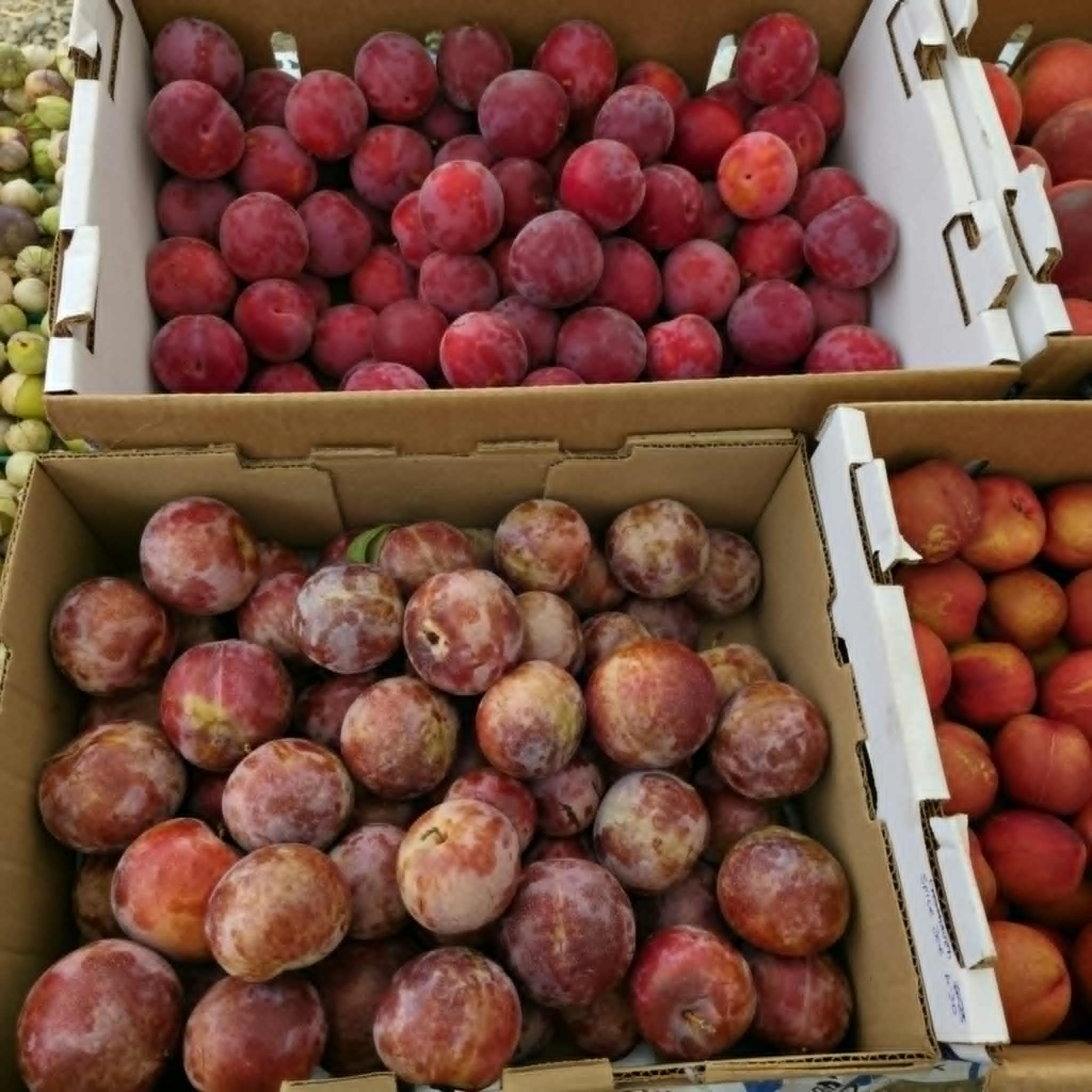 Plums and nectarines