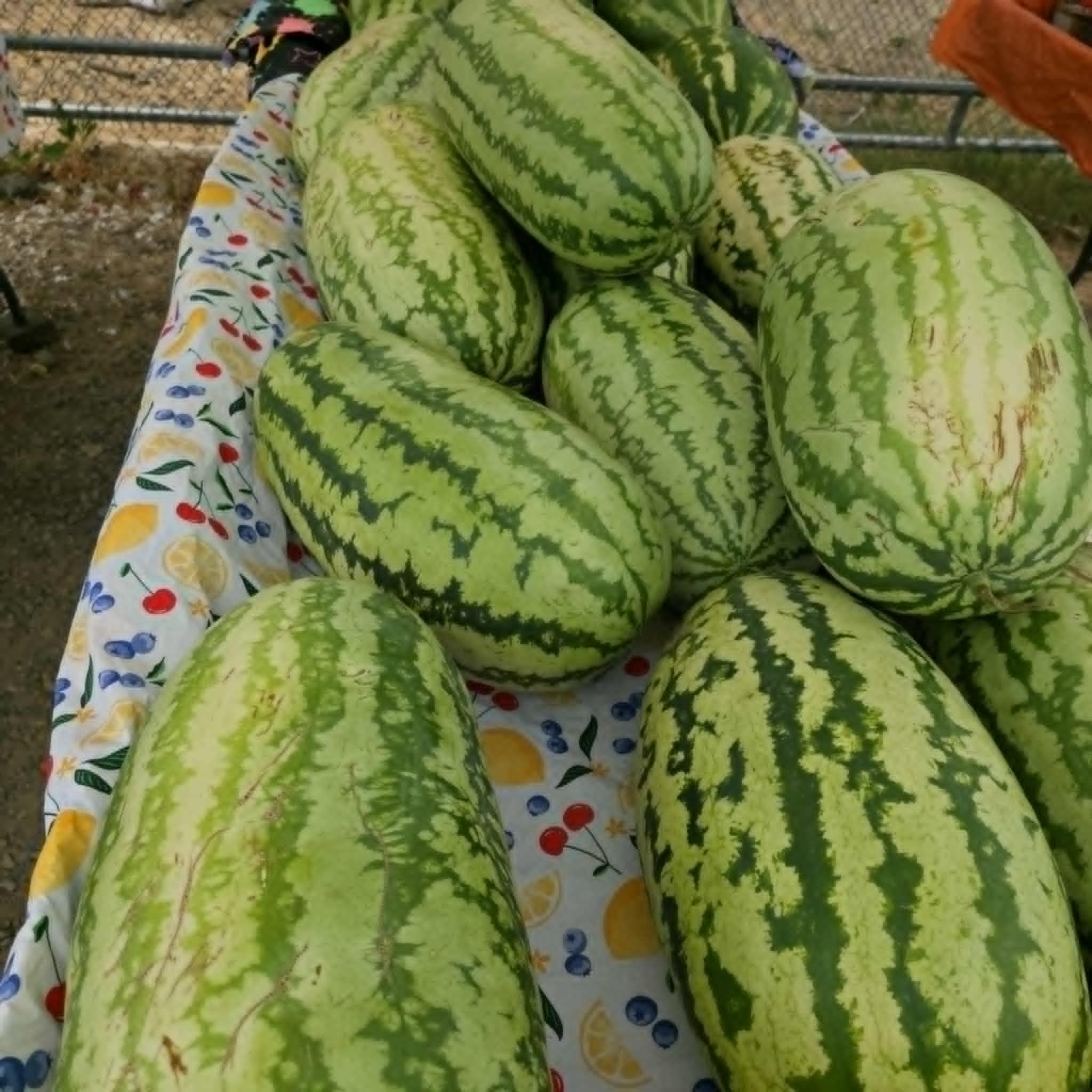 Rattlesnake watermelons